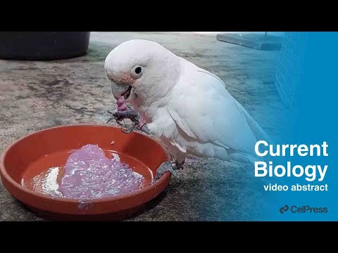 Innovative flavoring in Goffin’s cockatoos / Curr. Biol., Feb. 10, 2025 (Vol. 35, Issue 5)