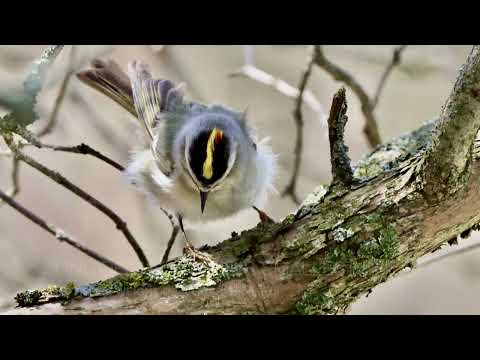 Golden-Crowned Kinglet (One of the World&#039;s Smallest Perching Birds!) Sounds &amp; Fun Facts!