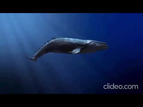 Ocean Acidification: A Silent Crisis