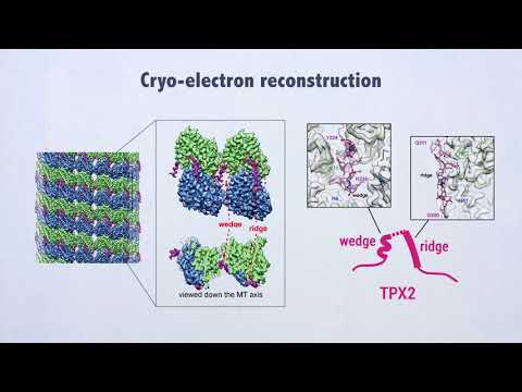 Structural insight into TPX2-stimulated microtubule assembly