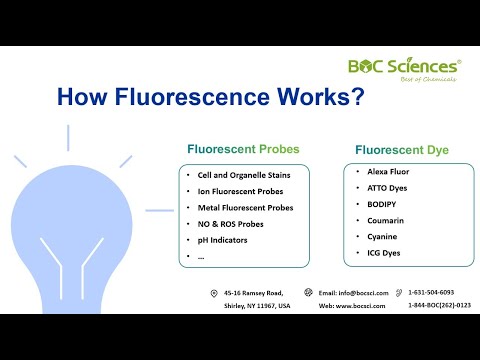How Fluorescence Works: The Science Behind Fluorescent Probes &amp; Dyes – BOC Sciences