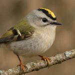 Kinglets Unveiled: The Astonishing World of Nature’s Smallest Songbirds (2025)