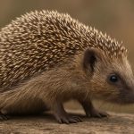 Kyphosis in Hedgehogs: Uncovering the Hidden Spinal Threat
